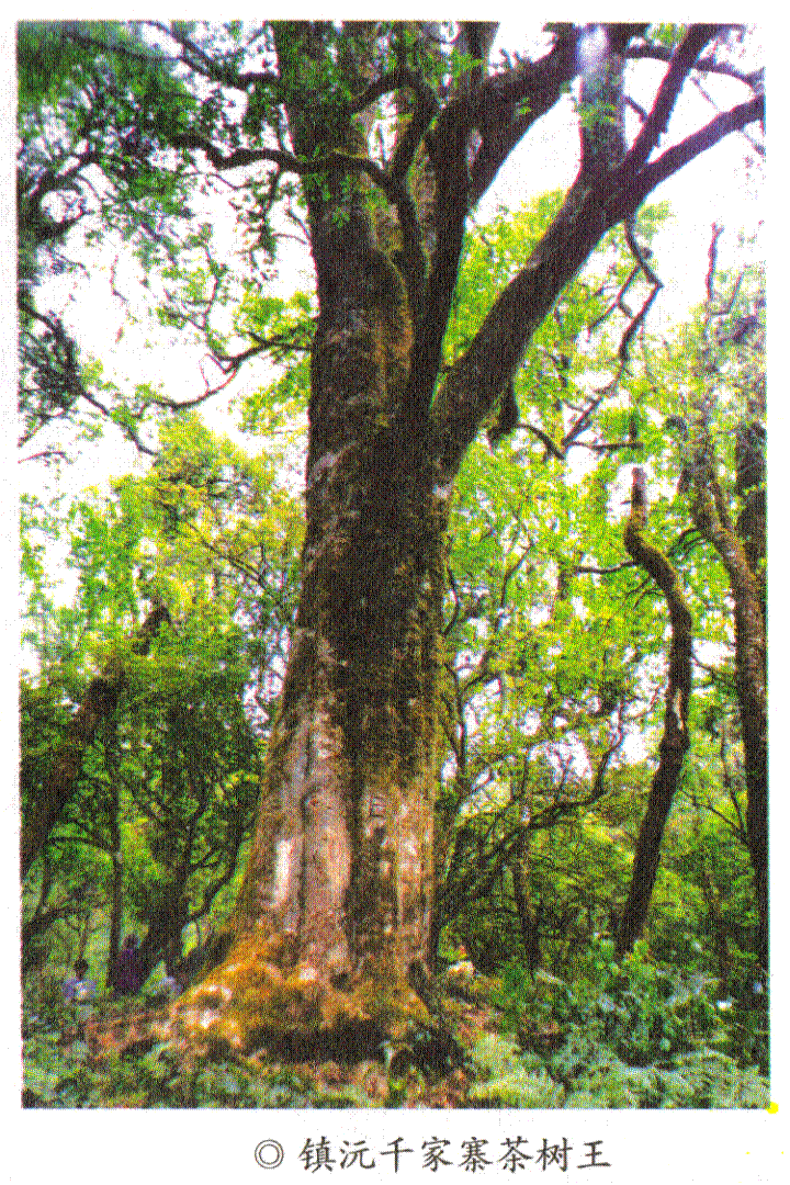 նİlչvʷ